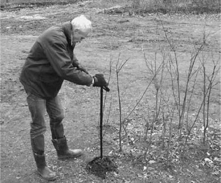Рис. 8. Выкорчевывание кустов «Крабом»