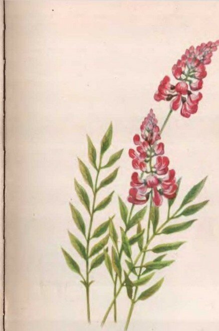 Рис. 5. Эспарцет посевной